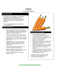 Zanahoria (Carrot)