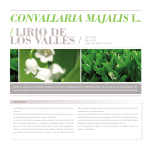 convallaria majalis l. / lirio de los valles / muguet