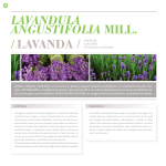 lavandula angustifolia mill. / lavanda / espígol