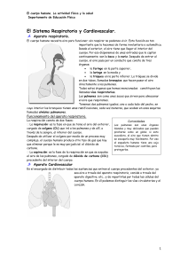 El Sistema Respiratorio y Cardiovascular.