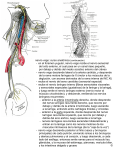 nervio vago: curso anatómica (continuación)