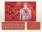 BG3-4-The circulatory and excretory systems