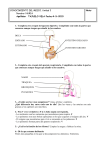 1.- Completa este croquis del aparato digestivo. Complétalo con