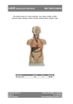 mini torso humano