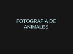 Fotografía de Animales
