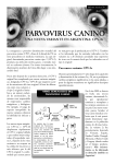 Informe parvovirus