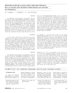 identificación de la raza d del virus del mosaico de la