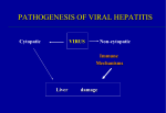 PATHOGENESIS OF VIRAL HEPATITIS