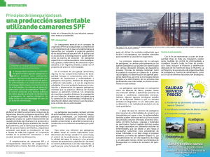 una producción sustentable utilizando camarones SPF