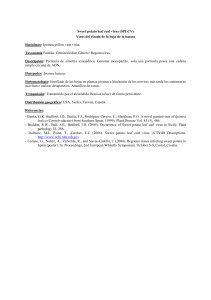 Sweet potato leaf curl virus