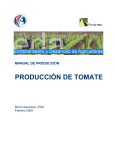 producción de tomate