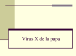 Virus X de la papa