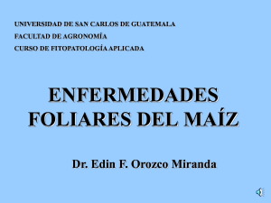 enfermedades foliares del maiz.