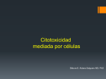 Citotoxicidad mediada por células