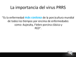 La importancia del virus PRRS