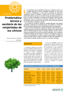CITRICOS Problemática técnica y sanitaria de las reinjertadas de