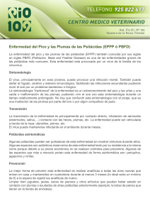 Enfermedad del Pico y las Plumas de las Psitácidas (EPPP ó PBFD)