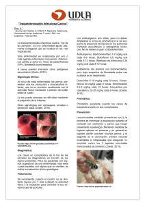 Traqueobronquitis infecciosa canina