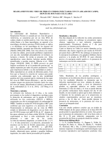 reaislamiento del virus de prrs en cerdos infectados con