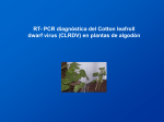 RT- PCR diagnóstica del Cotton leafroll dwarf virus (CLRDV) en