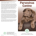 Parvovirus - Baja Spay and Neuter Foundation
