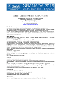 ¿QUÉ DEBO SABER DEL HURÓN COMO MASCOTA Y PACIENTE?