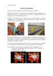 Boletín nº 1. Cultivo de tomate en invernadero (30.01.2012) (PDF 2