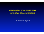 metabolismo bilirrubina y patogenia ictericias 05 - SEMIO-2012