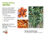 Tomate Cherry - SLA | Semillas Latinoamericanas SA