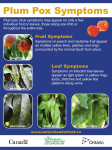 Leaf Symptoms Fruit Symptoms