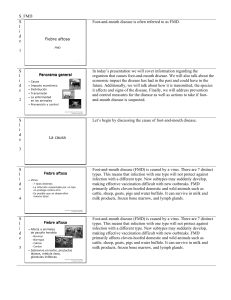 S_FMD S lide 1 Foot-and-mouth disease is often referred to as FMD