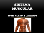sistema muscular - Colegio Monte de Asís