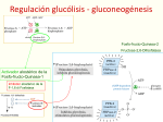 CLASE Metab de glucógeno - Blog 4to Semestre 2