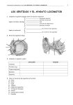 los sentidos y el aparato locomotor