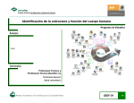 identificacion de la estructura y funcion del cuerpo