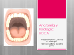 Anatomía y Fisiología: BOCA