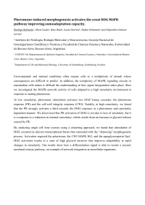 Pheromone-induced morphogenesis activates the yeast HOG MAPK