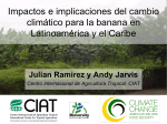 Impactos e implicaciones del cambio climático para la banana en