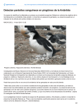 Detectan parásitos sanguíneos en pingüinos de la Antártida