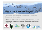 Migratory Shorebird Project, Connecting Communities Across the