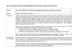 Uso de especies de bamb&uacute; para estabilizaci&oacute;n de taludes y
