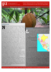 Buena Pr&aacute;ctica Agr&iacute;cola para la producci&oacute;n de Cacao Org&aacute;nico