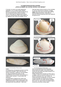 La supervivencia de las conchas