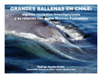 GRANDES BALLENAS EN CHILE:
