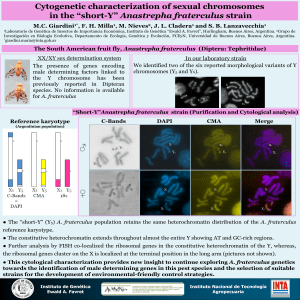 “Short-Y”Anastrepha fraterculus strain