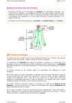 Sistema nervioso del ser humano