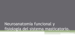 Neuroanatomía funcional y fisiología del sistema masticatorio.