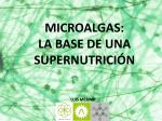 Luis Merino - Microalgas: La base de una Supernutrición