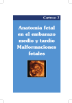 Anatomía fetal en el embarazo medio y tardío Malformaciones fetales