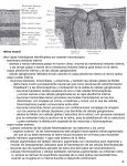 abrir pdf - Anatomia y Embriologia
